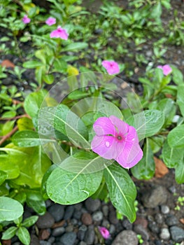 Raindrops make flowers look even more beautiful