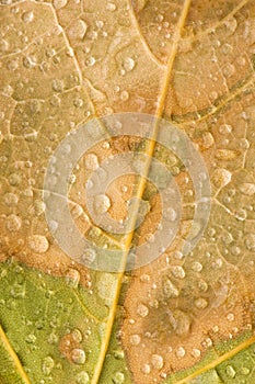 Raindrops on Maple Leaf