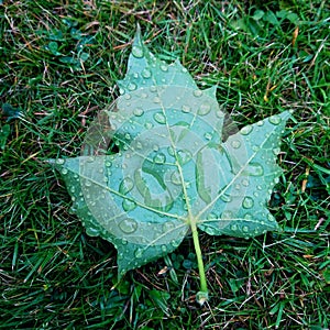 Raindrops on a mapleleaf at the lawn