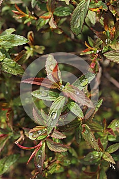 Raindrops Multiple Leaves