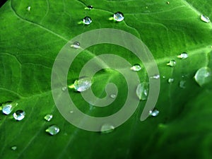 Raindrops over a green leaf