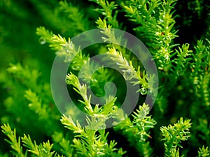 Raindrops Perched on The Pine Leaves