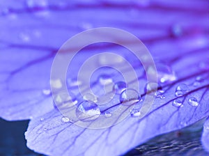 Raindrops on a petal