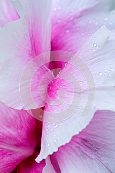 Raindrops on petals