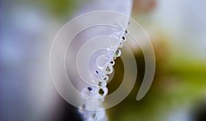 Raindrops on the petals of orchid. Slovakia