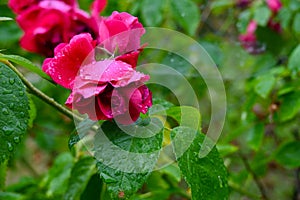 Raindrops on the petals of the red beautiful rose.