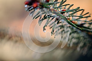 Raindrops on a pine needle