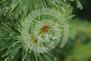 Raindrops on pine needles