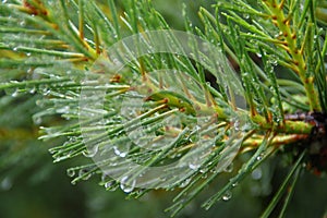 Raindrops on pine needles