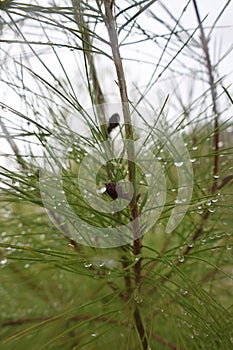 Raindrops pine needles