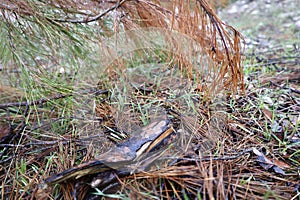 Raindrops pine needles