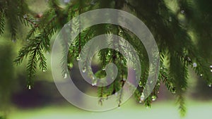 Raindrops on pine tree branch.