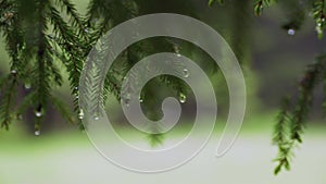 Raindrops on pine tree branch.