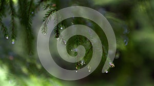 Raindrops on pine tree branch.