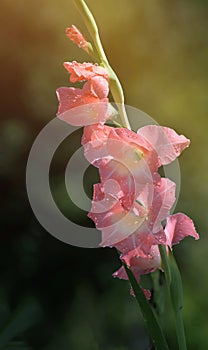 Gota de agua sobre el rosa gladiolos flores 