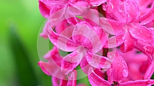 Raindrops on pink hyacinth flowers in spring