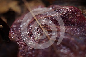 Raindrops on a pink leaf closeup in autumn forest