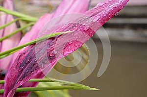 Raindrops on pink leaves, primary Rainforests, French Guiana