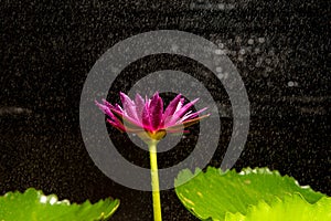 Raindrops on Pink lotus, on black background