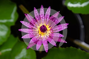 Raindrops on Pink lotus, on black background