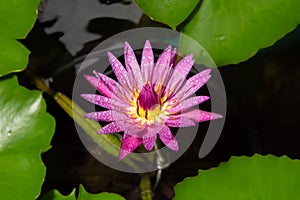 Raindrops on Pink lotus, on black background