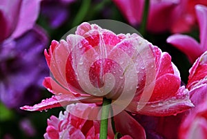Raindrops on a pink tulip