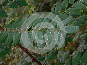 Raindrops on several plants in atumn