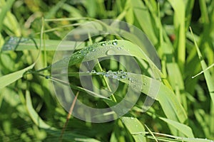 Raindrops are poured on the grass