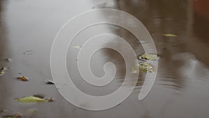 Raindrops in a puddle of water blue splash autumn nature overcast gloomily