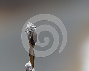 Raindrops on a pussy willow branch photo