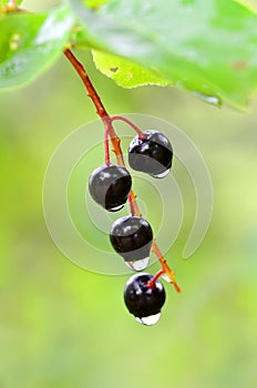 Raindrops and Rain on Plants Berry