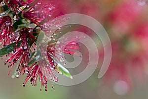 Raindrops on Red Bottlebrush bloom in MACRO