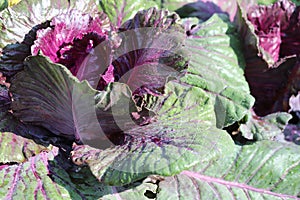Raindrops on red cabbage leaves.