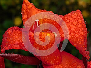 Raindrops on a red Canna lily