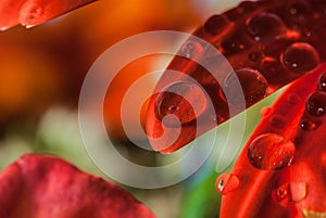 Raindrops On Red Flower