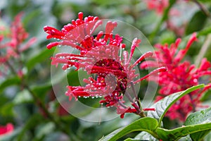 Raindrops on a red flower