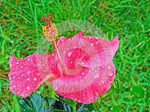 raindrops on red Hibiscus flower plant with reproductive parts in Summer