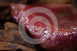 Raindrops on a red leaf. Autumn melancholy and sadness. Macro image