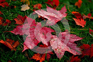 Raindrops on Red Maple Leaves in Autumn