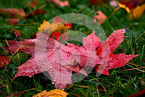 Raindrops on Red Maple Leaves in Autumn