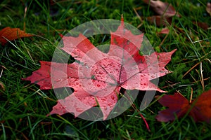 Raindrops on Red Maple Leaves in Autumn