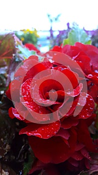 Raindrops on a red rose.