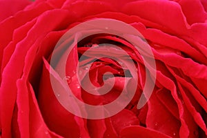 Raindrops On A Red Rose