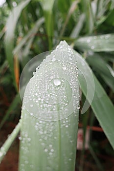 Raindrops on reed leaf
