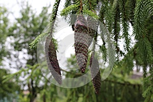 Raindrops remained on cones and needles evergreen spruce