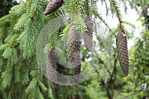 Raindrops remained on cones and needles evergreen spruce