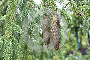 Raindrops remained on cones and needles evergreen spruce