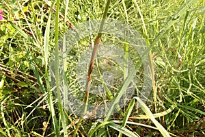 Raindrops remained on a web that hangs on the grass