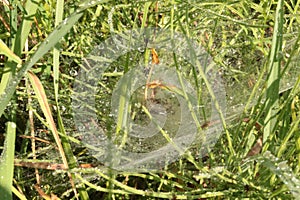 Raindrops remained on a web that hangs on the grass