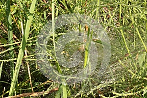 Raindrops remained on a web that hangs on the grass